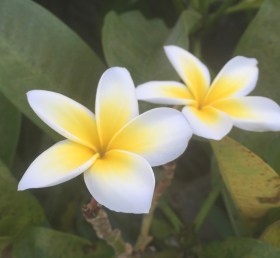 Plumeria ReginaMaeWrites.jpg